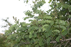 Dalbergia lanceolaria